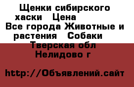 Щенки сибирского хаски › Цена ­ 12 000 - Все города Животные и растения » Собаки   . Тверская обл.,Нелидово г.